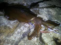 1kgを筆頭にアオリ9ハイ〜白浜でのヤエン…