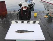 黒島の筏、ノマセで良型マゴチ