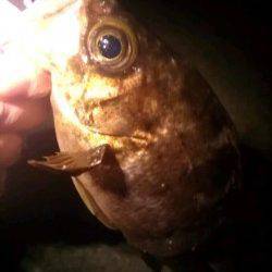 アジュール舞子でメバリング、速攻で4連チャン！