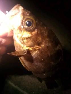 アジュール舞子でメバリング、速攻で4連チャ…