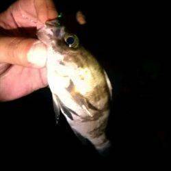 雪でも釣りに出かけてしまいました・・・舞子でメバリング