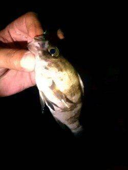 雪でも釣りに出かけてしまいました・・・舞子でメバリング