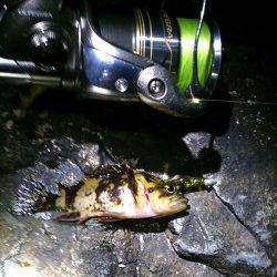 雪でも釣りに出かけてしまいました・・・舞子でメバリング