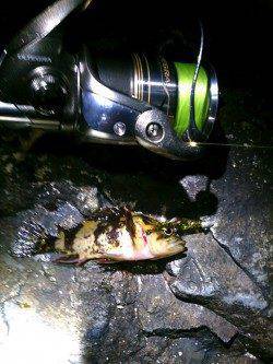 雪でも釣りに出かけてしまいました・・・舞子でメバリング