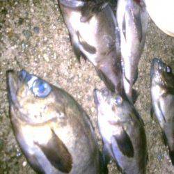 仕事でフィッシングショーに行けずメバリングへ、予想外サイズでした♪