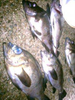 仕事でフィッシングショーに行けずメバリングへ、予想外サイズでした♪