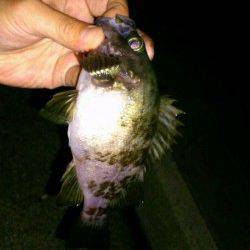 仕事でフィッシングショーに行けずメバリングへ、予想外サイズでした♪