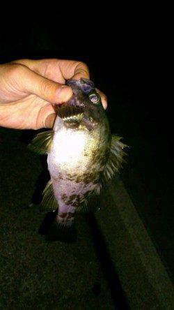 仕事でフィッシングショーに行けずメバリングへ、予想外サイズでした♪