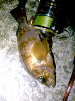 明石港でメバリング、サヨリの大群が見えまし…