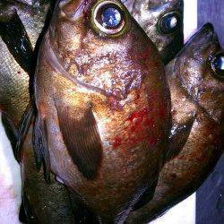 メバル、ボトムに居ました♪ 神戸空港でメバリング