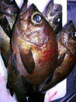 メバル、ボトムに居ました♪ 神戸空港でメバリング