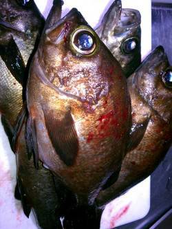 メバル、ボトムに居ました♪ 神戸空港でメバ…