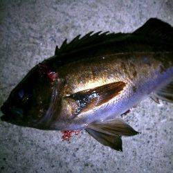 メバル、ボトムに居ました♪ 神戸空港でメバリング