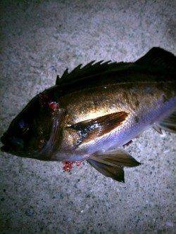 メバル、ボトムに居ました♪ 神戸空港でメバリング