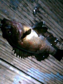 新浜漁港でのメバリング釣果