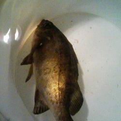 新浜漁港でのメバリング釣果