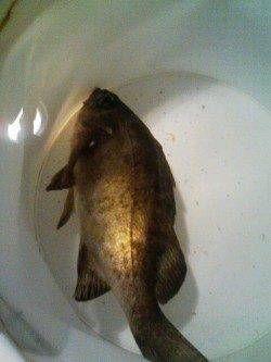 新浜漁港でのメバリング釣果