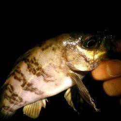 メバリング反応渋くアミパターンの出番でした