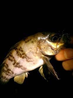 メバリング反応渋くアミパターンの出番でした…