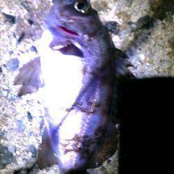 メバリング反応渋くアミパターンの出番でした