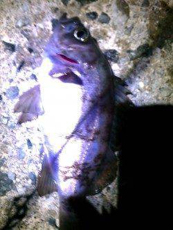 メバリング反応渋くアミパターンの出番でした