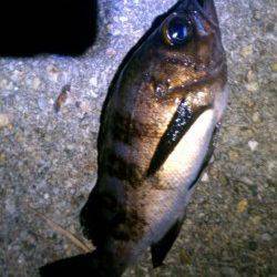 江井が島でメバリング、テトラ足元で少々サイズのいいやつをゲット