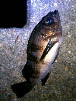 江井が島でメバリング、テトラ足元で少々サイズのいいやつをゲット