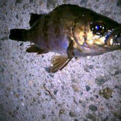 垂水のテトラエリア釣行メバリング