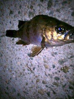 垂水のテトラエリア釣行メバリング