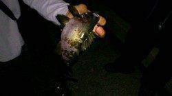 垂水のテトラエリア釣行メバリング