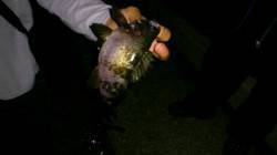 垂水のテトラエリア釣行メバリング