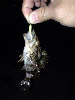 南芦屋浜　満潮前後の釣行でタケノコメバル　根掛かりに苦しみながらの釣果