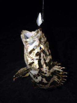 南芦屋浜　満潮前後の釣行でタケノコメバル　根掛かりに苦しみながらの釣果