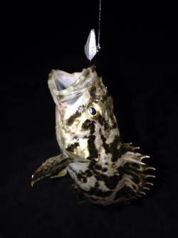 南芦屋浜　満潮前後の釣行でタケノコメバル　…