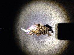 南芦屋浜、自作のジグヘッドでガシラの釣果