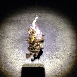 南芦屋浜、自作のジグヘッドでガシラの釣果