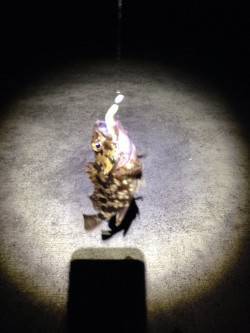 南芦屋浜、自作のジグヘッドでガシラの釣果