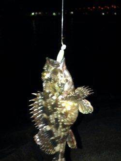 南芦屋浜、自作のジグヘッドでガシラの釣果