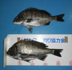 上瀬の地磯でチヌ44.5cm&43…