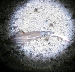 エサ巻きエギンガー、キビナゴ巻きでヤリイカ…