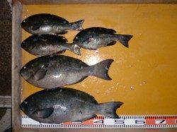 三尾の磯グレ45㎝！50㎝！！の良型2枚＼(◎o◎)／