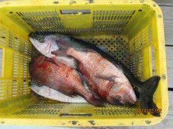 田井の釣り堀　マダイ＆メジロの釣果