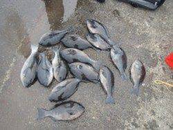 赤島の壁、10匹オーバーとグレ好調です♪