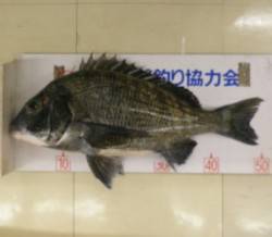 佐波賀道沿いで年無し！フカセ釣りでの釣果