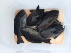 八丈でのフカセ釣り、昼からグレよく釣れまし…