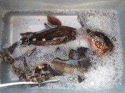 ジンヨモの壁でグレ46cm！