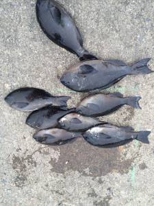 40ｃｍ越えも2匹☆ 大サバ・地のカンゴメ…