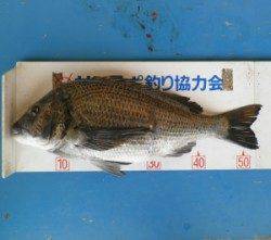 青井イカダでチヌ54.5cm、カキをエサに大型が出ました！