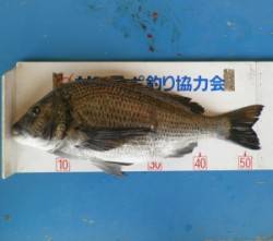 青井イカダでチヌ54.5cm、カキをエサに…