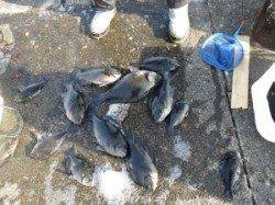 17日　八丈で寒グレ大漁！